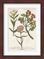 Framed Botanical Varieties IV