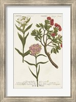 Framed Botanical Varieties IV