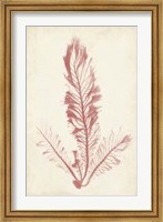 Framed Coral Sea Feather I
