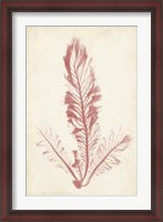 Framed Coral Sea Feather I