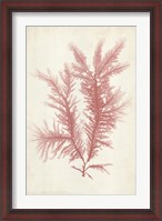 Framed Coral Sea Feather II