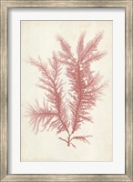 Framed Coral Sea Feather II