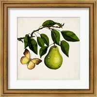 Framed Fruit with Butterflies I