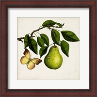 Framed Fruit with Butterflies I