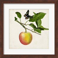 Framed Fruit with Butterflies IV