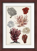 Framed Antique Coral Study I
