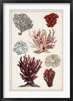 Antique Coral Study I Framed Print