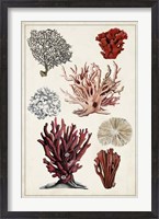 Framed Antique Coral Study I