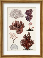 Framed Antique Coral Study II
