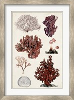 Framed Antique Coral Study II