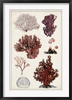Antique Coral Study II Framed Print