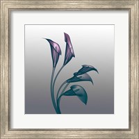 Framed Ombre Calla Lilies X-Ray