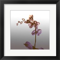 Framed Ombre Orchid X-Ray