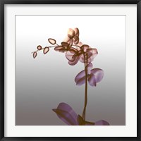 Framed Ombre Orchid X-Ray