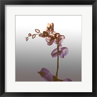 Framed Ombre Orchid X-Ray