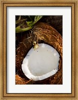Framed Fiji, Vanua Levu, Savusavu, Split coconut