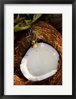 Framed Fiji, Vanua Levu, Savusavu, Split coconut