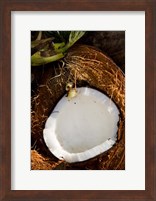 Framed Fiji, Vanua Levu, Savusavu, Split coconut