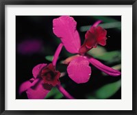Framed Magenta Orchid, Fiji