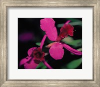 Framed Magenta Orchid, Fiji
