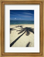 Framed Shadow of Palm Trees on Beach, Coral Coast, Fiji
