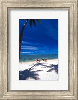 Framed Palm Trees and Horses, Tambua Sands, Coral Coast, Fiji
