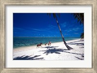 Framed Horses on Beach, Tambua Sands Resort, Coral Coast, Fiji