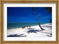 Framed Horses on Beach, Tambua Sands Resort, Coral Coast, Fiji