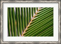 Framed Palm, Fiji