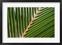 Framed Palm, Fiji