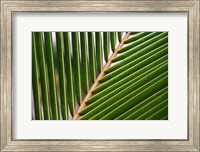 Framed Palm, Fiji