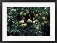 Framed Mangoes, Fiji