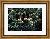 Framed Mangoes, Fiji