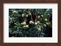 Framed Mangoes, Fiji