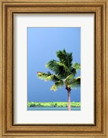 Framed Palm Tree, Denarau Island, Fiji