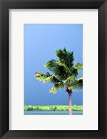 Framed Palm Tree, Denarau Island, Fiji