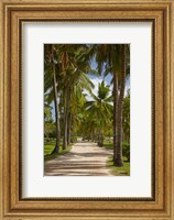 Framed Avenue of Palms, Musket Cove Island Resort, Malolo Lailai Island, Mamanuca Islands, Fiji