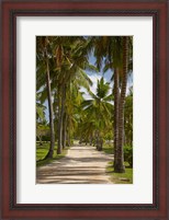 Framed Avenue of Palms, Musket Cove Island Resort, Malolo Lailai Island, Mamanuca Islands, Fiji