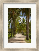 Framed Avenue of Palms, Musket Cove Island Resort, Malolo Lailai Island, Mamanuca Islands, Fiji