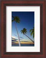 Framed Palm trees at Plantation Island Resort, Fiji