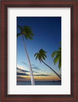 Framed Palm trees at Plantation Island Resort, Fiji