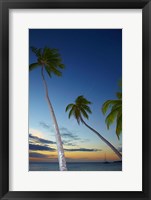 Framed Palm trees at Plantation Island Resort, Fiji