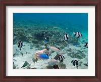 Framed Tropical Fish, Malolo Lailai Island, Fiji
