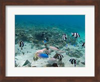 Framed Tropical Fish, Malolo Lailai Island, Fiji