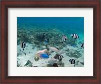 Framed Tropical Fish, Malolo Lailai Island, Fiji