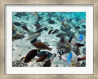 Framed Tropical Fish,  Fiji