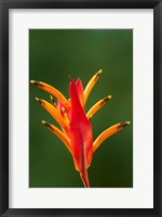 Framed False Bird-Of-Paradise Flower (Heliconia psittacorum), Nadi, Viti Levu, Fiji