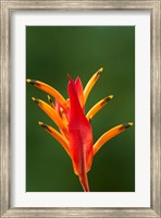 Framed False Bird-Of-Paradise Flower (Heliconia psittacorum), Nadi, Viti Levu, Fiji