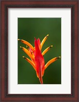 Framed False Bird-Of-Paradise Flower (Heliconia psittacorum), Nadi, Viti Levu, Fiji