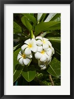 Framed Frangipani flowers (Plumeria), Nadi, Viti Levu, Fiji